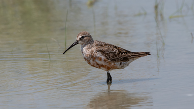 Kızıl Kumkuşu (Calidris ferruginea) - Adana / Karataş kuş fotoğrafı