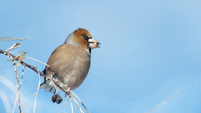 Kocabaş (Coccothraustes coccothraustes) - Ankara / Çankaya kuş fotoğrafı