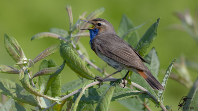 Mavigerdan (Luscinia svecica) - - / - kuş fotoğrafı