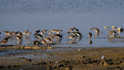 Dövüşkenkuş (Calidris pugnax) - Adana / Karataş kuş fotoğrafı