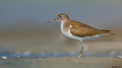Dere Düdükçünü (Actitis hypoleucos) - İzmir / Aliağa kuş fotoğrafı