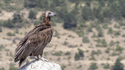 Kara Akbaba (Aegypius monachus) - Bolu / Dörtdivan kuş fotoğrafı