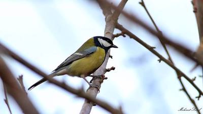 Büyük Baştankara (Parus major) - Kastamonu / Abana kuş fotoğrafı