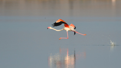Flamingo (Phoenicopterus roseus) - Balıkesir / Ayvalık kuş fotoğrafı
