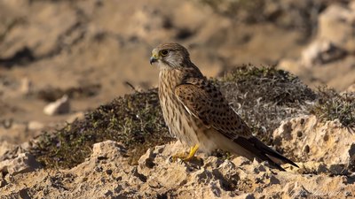 Kerkenez (Falco tinnunculus) - KKTC / Girne kuş fotoğrafı