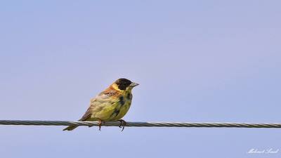 Karabaşlı Çinte (Emberiza melanocephala) - İstanbul / Büyükçekmece kuş fotoğrafı
