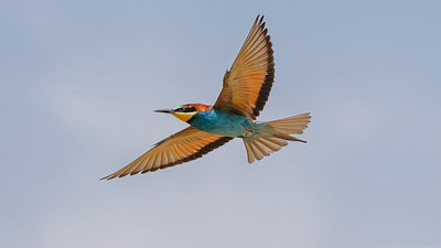 Arıkuşu (Merops apiaster) - Isparta / Merkez kuş fotoğrafı