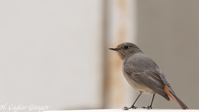 Kara Kızılkuyruk (Phoenicurus ochruros) - İzmir / Balçova kuş fotoğrafı