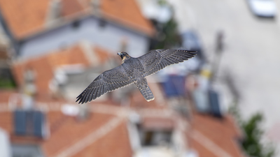 Gök Doğan (Falco peregrinus) - Afyonkarahisar / Merkez kuş fotoğrafı