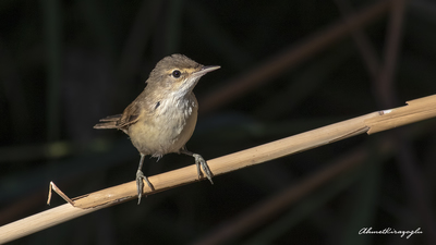 Saz Kamışçını (Acrocephalus scirpaceus) - Ankara / Gölbaşı kuş fotoğrafı