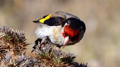Saka (Carduelis carduelis) - İzmir / Çeşme kuş fotoğrafı