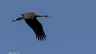 Kara Leylek (Ciconia nigra) - İstanbul / Sarıyer kuş fotoğrafı
