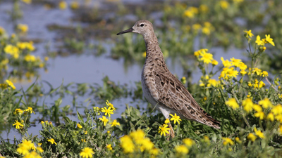 Dövüşkenkuş (Calidris pugnax) - Gaziantep / Nizip kuş fotoğrafı