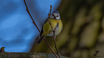 Mavi Baştankara (Cyanistes caeruleus) - - / - kuş fotoğrafı