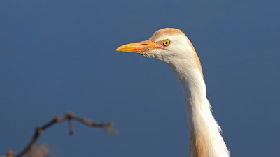 Sığır Balıkçılı (Ardea ibis) - Malatya / Battalgazi kuş fotoğrafı