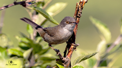 Maskeli Ötleğen (Curruca melanocephala) - Çanakkale / Bozcaada kuş fotoğrafı