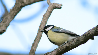 Büyük Baştankara (Parus major) - Kastamonu / Abana kuş fotoğrafı