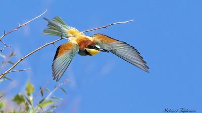 Arıkuşu (Merops apiaster) - Isparta / Merkez kuş fotoğrafı