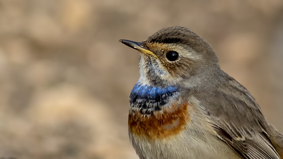 Mavigerdan (Luscinia svecica) - Ankara / Gölbaşı kuş fotoğrafı