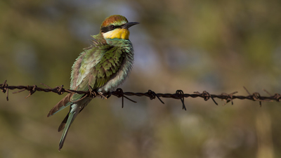 Arıkuşu (Merops apiaster) - Ankara / Gölbaşı kuş fotoğrafı