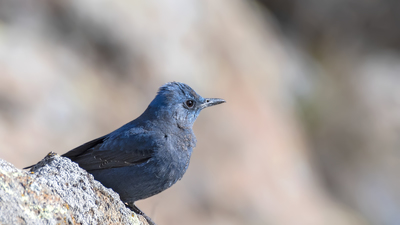 Gökardıç (Monticola solitarius) - Ankara / Kahramankazan kuş fotoğrafı