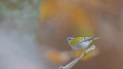 Sürmeli Çalıkuşu (Regulus ignicapilla) - Çanakkale / Yenice kuş fotoğrafı