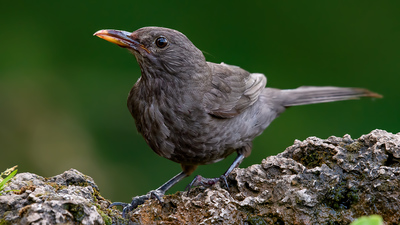 Karatavuk (Turdus merula) - Denizli / Merkezefendi kuş fotoğrafı