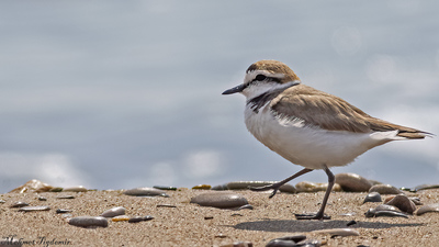 Akça Cılıbıt (Anarhynchus alexandrinus) - Antalya / Serik kuş fotoğrafı