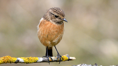 Taşkuşu (Saxicola rubicola) - Bilecik / Bozüyük kuş fotoğrafı