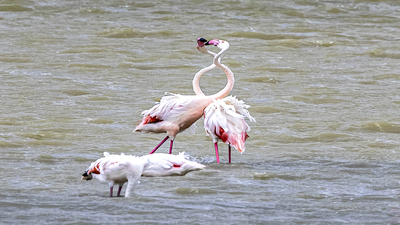 Flamingo (Phoenicopterus roseus) - Ankara / Gölbaşı kuş fotoğrafı