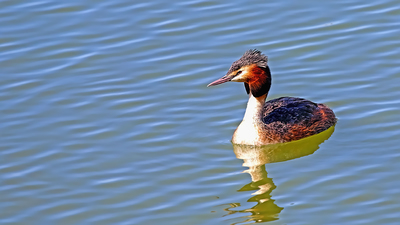 Bahri (Podiceps cristatus) - Malatya / Battalgazi kuş fotoğrafı