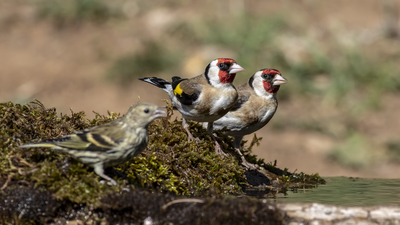 Saka (Carduelis carduelis) - Bilecik / Bozüyük kuş fotoğrafı