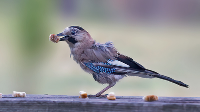 Alakarga (Garrulus glandarius) - Bolu / Gerede kuş fotoğrafı