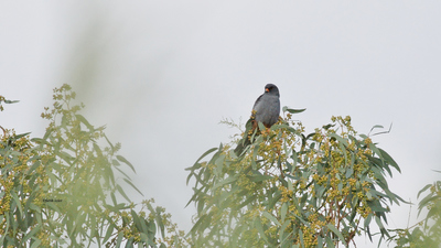 Ala Doğan (Falco vespertinus) - Mersin / Silifke kuş fotoğrafı
