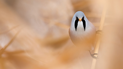 Bıyıklı Baştankara (Panurus biarmicus) - Ankara / Gölbaşı kuş fotoğrafı
