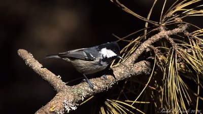 Çam Baştankarası (Periparus ater) - Ankara / Kızılcahamam kuş fotoğrafı
