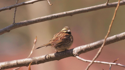 Bahçe Çintesi (Emberiza cirlus) - Zonguldak / Kozlu kuş fotoğrafı