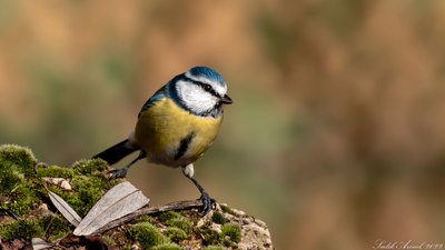 Mavi Baştankara (Cyanistes caeruleus) - Ankara / Ayaş kuş fotoğrafı