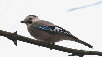 Alakarga (Garrulus glandarius) - Ankara / Çankaya kuş fotoğrafı