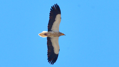 Küçük Akbaba (Neophron percnopterus) - Kayseri / Yahyalı kuş fotoğrafı