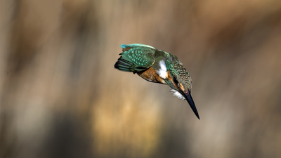 Yalıçapkını (Alcedo atthis) - Ankara / Gölbaşı kuş fotoğrafı
