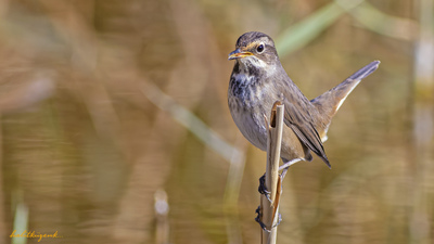 Mavigerdan (Luscinia svecica) - Ankara / Gölbaşı kuş fotoğrafı