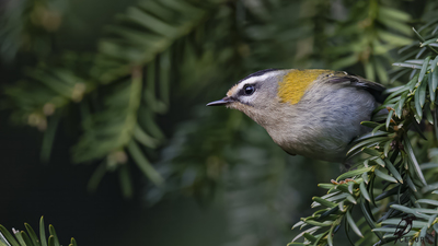 Sürmeli Çalıkuşu (Regulus ignicapilla) - - / - kuş fotoğrafı
