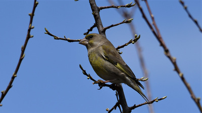 Florya (Chloris chloris) - Ankara / Kızılcahamam kuş fotoğrafı