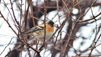 Dağ İspinozu (Fringilla montifringilla) - Kastamonu / Abana kuş fotoğrafı