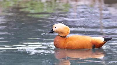 Angıt (Tadorna ferruginea) - Bursa / Nilüfer kuş fotoğrafı