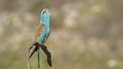Gökkuzgun (Coracias garrulus) - Osmaniye / Kadirli kuş fotoğrafı