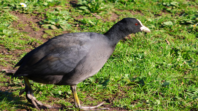 Sakarmeke (Fulica atra) - - / - kuş fotoğrafı
