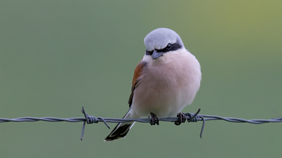 Kızılsırtlı Örümcekkuşu (Lanius collurio) - İstanbul / Beykoz kuş fotoğrafı