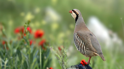 Kınalı Keklik (Alectoris chukar) - Ankara / Gölbaşı kuş fotoğrafı